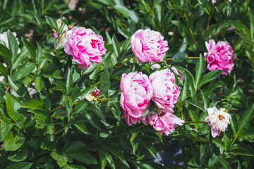 Beautiful peony flowers in spring, Madrid 