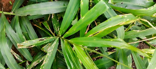 Obraz premium Tall Bamboo Plants with Diseased Leaves