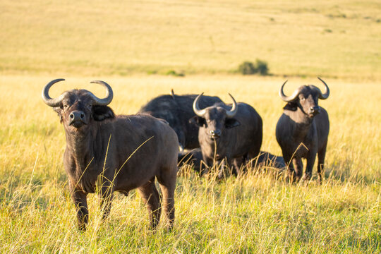 Herd Cape buffaloes standing in a lush savannah