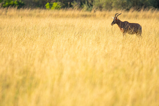 Topi antelope standing in the golden savannah grass