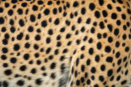 Close-up image of a cheetah's spotted fur
