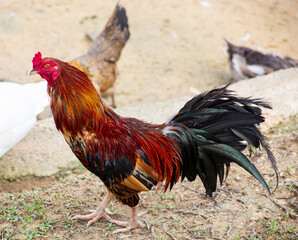 The rooster play in the farm