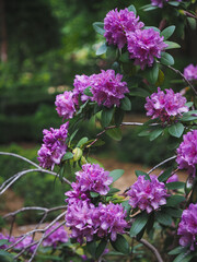 Beautiful rhododendron blooms in spring, Madrid 
