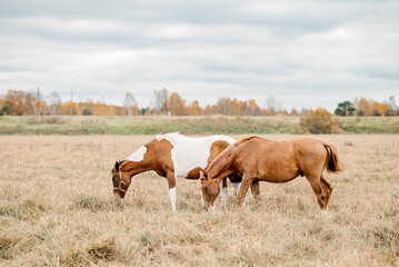 Horses roam freely across pasture grazing on green grass. peaceful scene captures beauty of equine life and joy of horse breeding. concept animal breeding, agribusiness. 