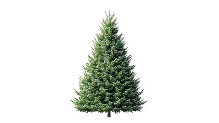Fototapeta premium A lush green evergreen tree, perfect for holiday decoration and nature-themed designs.