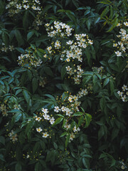 Wild rose blooming in Madrid 