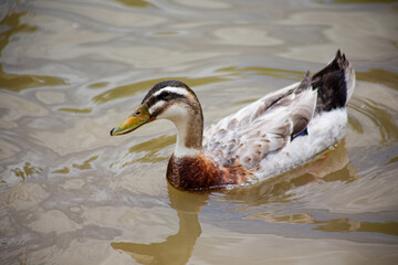 The Silver Appleyard is a British breed of domestic duck.