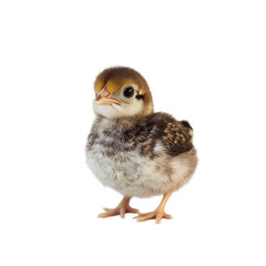 Fototapeta premium A baby chicken stands on a transparent background showcasing its soft feathers and curious expression, Baby Chicken on transparent background