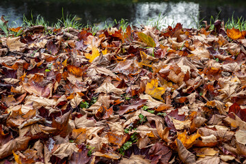 Heap of brown and orange autumnal leaves in Warsaw city, capital of Poland