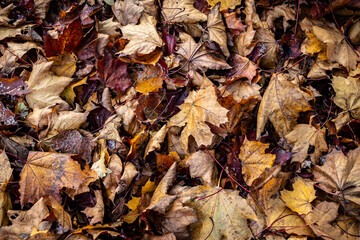 Heap of brown and orange autumnal leaves in Warsaw city, capital of Poland