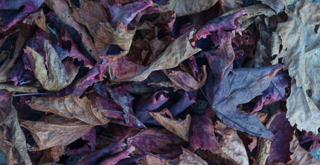 The grape leaves have turned yellow and red.