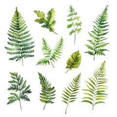 A collection of beautiful watercolor fern leaves handpainted on a pristine transparent background, beautiful toucan bird in water colors style isolated on transparent background