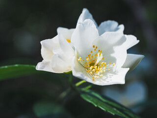 Philadelphus (Mock orange) blooms in spring 