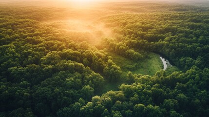 Aerial shot of a thick, vibrant forest