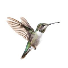 Fototapeta premium Hummingbird in midflight against a clean transparent background showcasing its vivid colors and delicate wings, Hummingbird flying in transparent background, front view macro isolated on solid