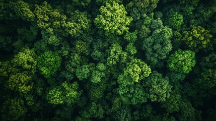Naklejka premium Aerial perspective of a lush, untamed forest