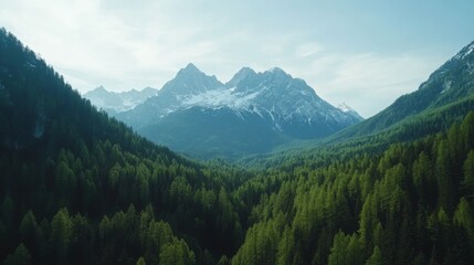 Fototapeta premium Drone shot of a forest landscape stretching out towards towering mountains with snowy peaks