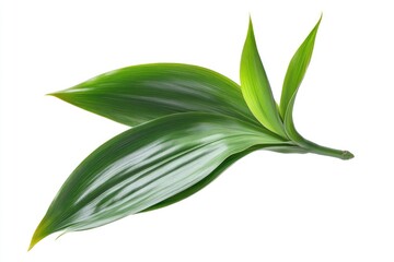 A dracaena plant leaf with long, pointed edges, isolated