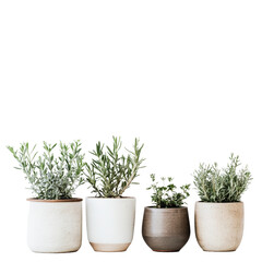 Fototapeta premium A collection of potted herbs in ceramic pots against a clean transparent background, plants in ceramic pots, transparent background