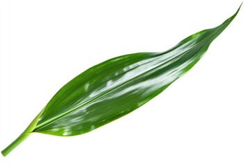 Fototapeta premium A dracaena plant leaf with long, pointed edges, isolated