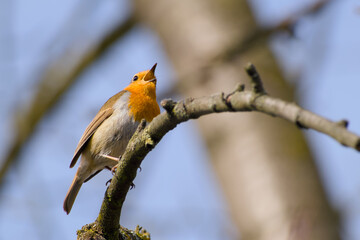 robin perching on a twig and singing close-up