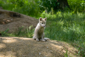 arctic wolf cub in the forest at spring in Fran