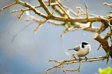 great tit parus major