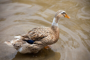 A serene waterfowl, gracefully gliding across the placid water's surface.  A study in muted tones and intricate patterns. 