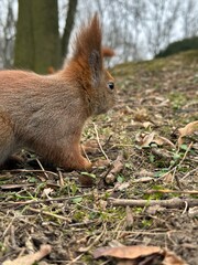 wiewiórka, zwierzak, gryzonie, ssak, charakter, dzika natura, czerwień, bystra, dzika, futro,...