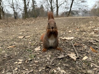 wiewiórka, zwierzak, gryzonie, ssak, charakter, dzika natura, czerwień, bystra, dzika, futro, ogon, jedzenie, bory, zwierzak, drzew, tamias, braun, nakrętka, park, mechaty, zima, śnieg © Happy