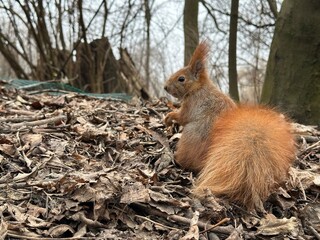 wiewiórka, zwierzak, gryzonie, ssak, charakter, dzika natura, czerwień, bystra, dzika, futro,...