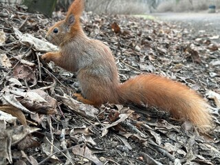 wiewiórka, zwierzak, gryzonie, ssak, charakter, dzika natura, czerwień, bystra, dzika, futro,...