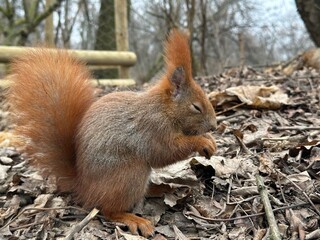 wiewiórka, zwierzak, gryzonie, ssak, charakter, dzika natura, czerwień, bystra, dzika, futro, ogon, jedzenie, bory, zwierzak, drzew, tamias, braun, nakrętka, park, mechaty, zima, śnieg