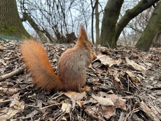 wiewiórka, zwierzak, gryzonie, ssak, charakter, dzika natura, czerwień, bystra, dzika, futro,...