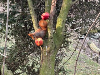 wiewiórka, zwierzak, czerwień, charakter, drzew, dzika natura, gryzonie, dzika, ssak, futro,...