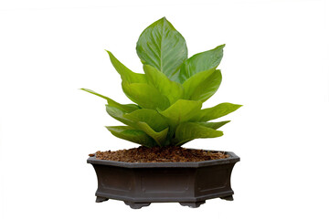 Anthurium jenmanii Gold tree isolate on white background, high resolution image 45MP