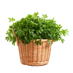 Fototapeta premium Fresh parsley in a woven basket on a clean transparent background showcasing its vibrant green leaves, Parsley in basket isolated on transparent background