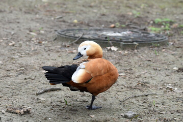 Brown duck with black beak and white head staying on one leg on the ground. Wild river bird (Ruddy Shelduck, Tadorna Ferruginea) with white, black and brown feathers staying on a led with membrane.