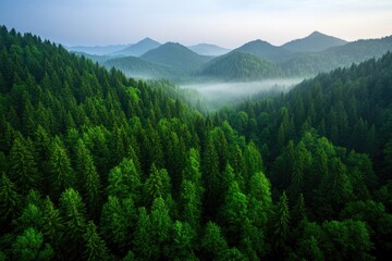 Obraz premium Lush green forest stretches across rolling hills, shrouded in mo