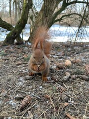 wiewiórka, zwierzak, czerwień, charakter, drzew, dzika natura, gryzonie, dzika, ssak, futro, bory, ogon, park, bystra, nakrętka, mechaty, braun, zwierzak, jesienią, jedzenie, zima, 1, außenaufnahme, d © Happy