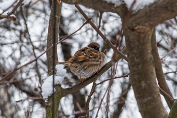 Extra fluffy sparrow on the tree branch covered with snow. Eurasian Tree Sparrow fluffs his grey...