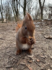 wiewiórka, zwierzak, czerwień, charakter, drzew, dzika natura, gryzonie, dzika, ssak, futro, bory, ogon, park, bystra, nakrętka, mechaty, braun, zwierzak, jesienią, jedzenie, zima, 1, außenaufnahme, d © Happy