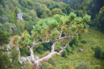 A coniferous branch of a tree that grew in the mountains on a rock