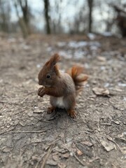wiewiórka, zwierzak, czerwień, charakter, drzew, dzika natura, gryzonie, dzika, ssak, futro, bory, ogon, park, bystra, nakrętka, mechaty, braun, zwierzak, jesienią, jedzenie, zima, 1, außenaufnahme, d © Happy