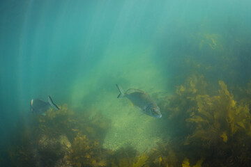 Two fish swimming into opposite direction.