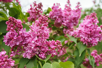 Blooming purple lilac flowers in sunny day in garden, close up, macro background with copy space. Gardeing, plant breeding. Spring wallpaper, floral backdrop.