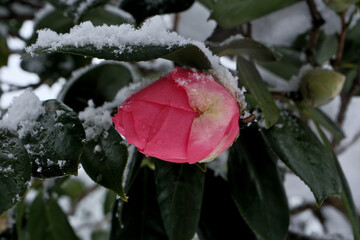 Snow on the flowers of a camellia in the garden. Pink camellia flower covered with snow in winter,...