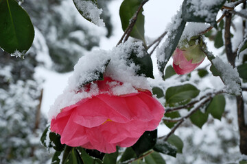 Snow on the flowers of a camellia in the garden. Pink camellia flower covered with snow in winter,...