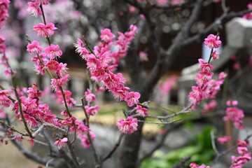 大阪天満宮の梅