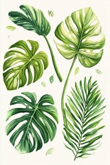 Illustration showcasing different parts of Monstera deliciosa in detailed botanical style